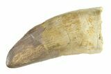 Serrated, Tyrannosaur (Nanotyrannus) Tooth - Restored Tip #338849-1